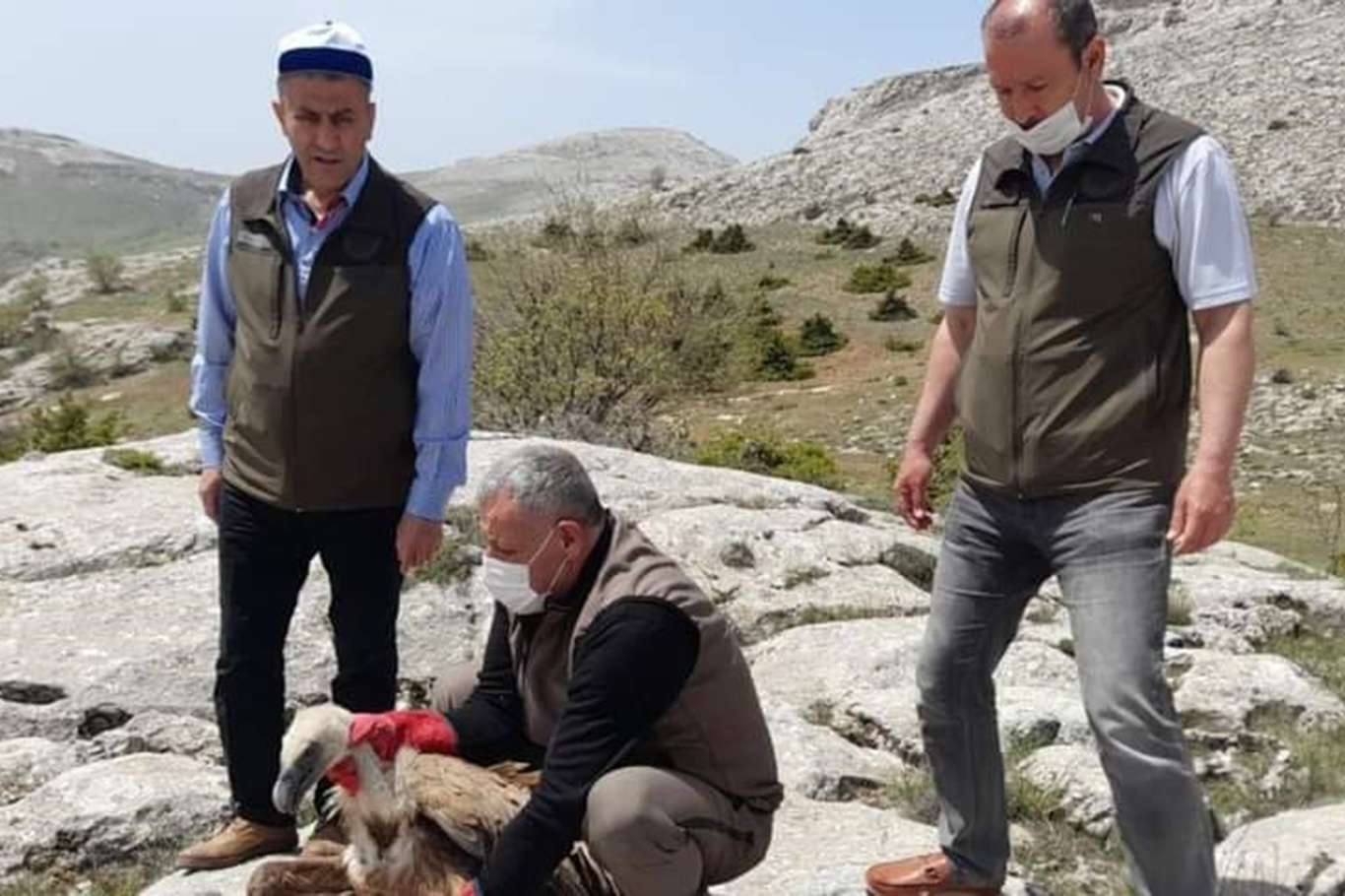 Yaralı bulunan Kızıl Akbaba tedavi edilip doğaya bırakıldı Yaralı bulunan Kızıl Akbaba tedavi edilip doğaya bırakıldı